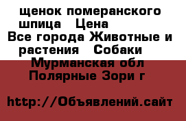 щенок померанского шпица › Цена ­ 45 000 - Все города Животные и растения » Собаки   . Мурманская обл.,Полярные Зори г.